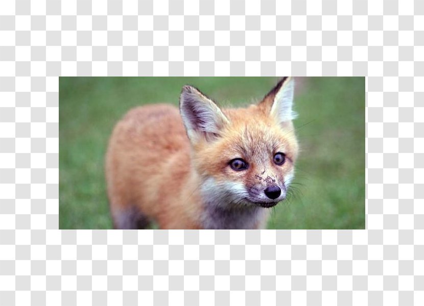 Red Fox Kit Dhole Hunting - Mammal Transparent PNG