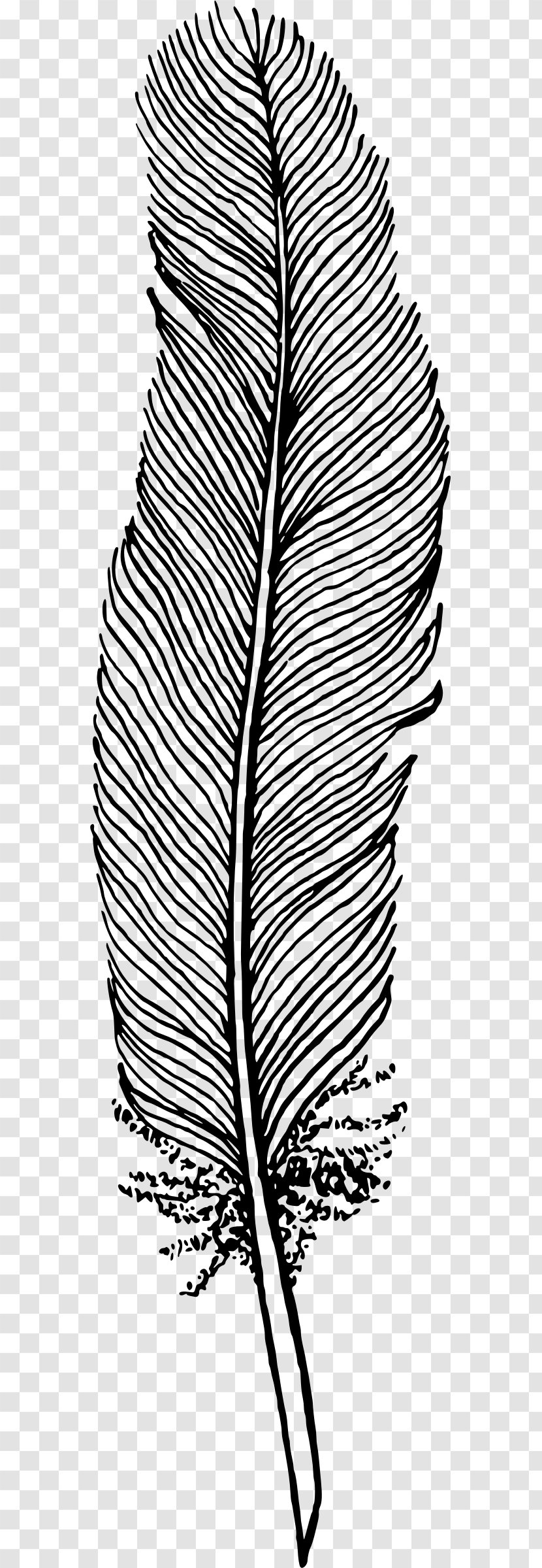 Feather Drawing Bird Clip Art - Plant Transparent PNG