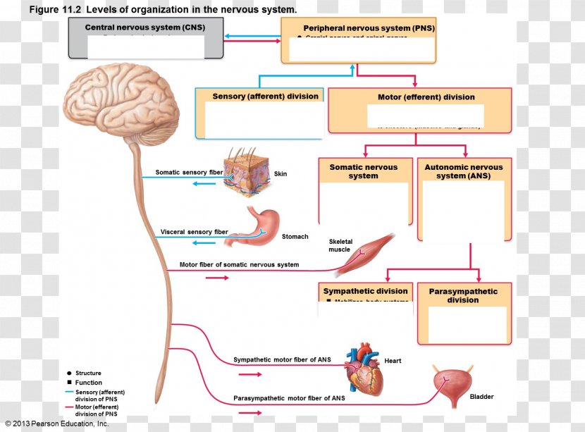 Peripheral Nervous System Central Somatic Anatomy - Flower - Frame Transparent PNG