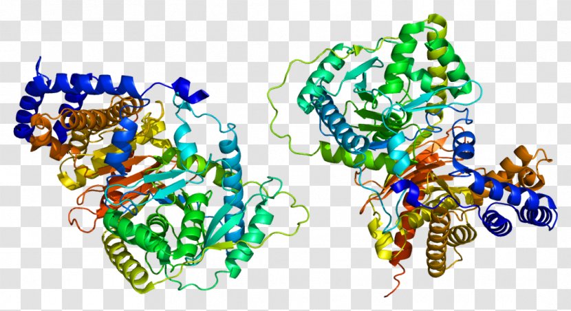 Carnitine O-acetyltransferase Acyltransferase Palmitoyltransferase I - Text - Acetyltransferase Transparent PNG
