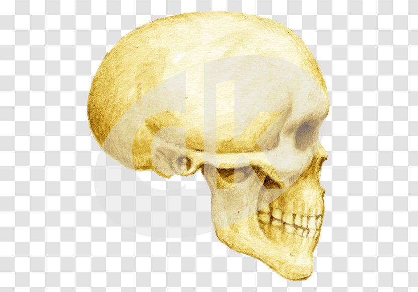 Skull Organism - Homo Sapiens Transparent PNG