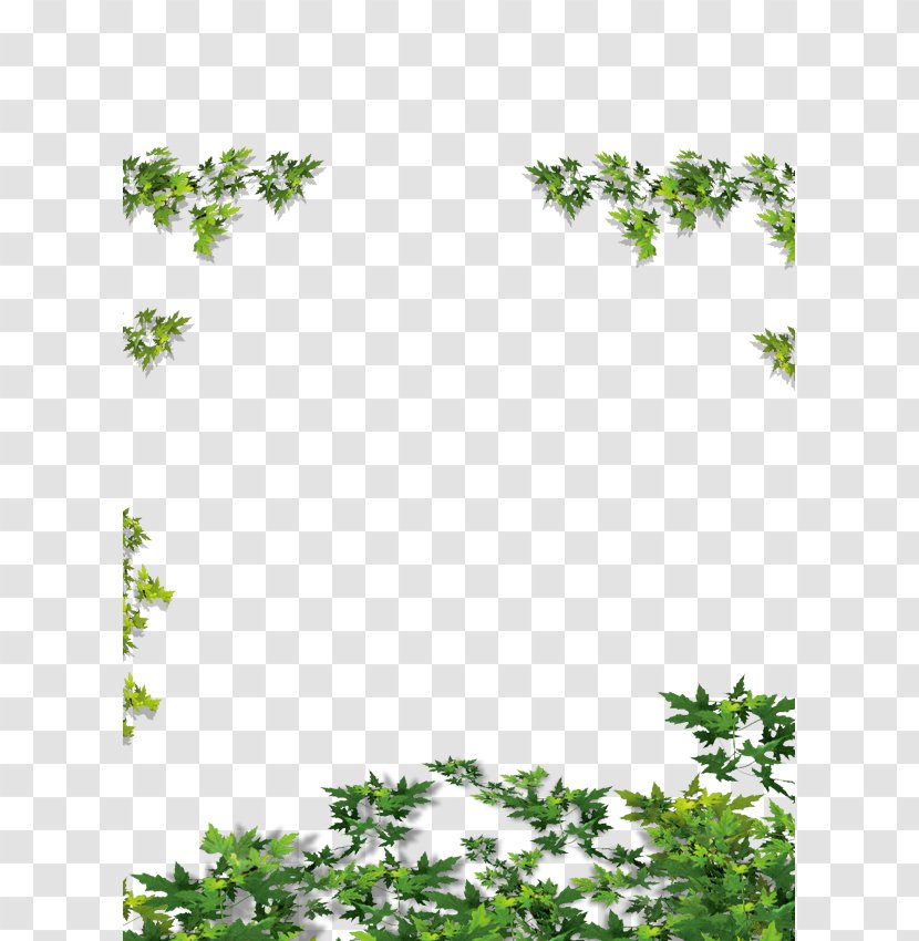 Rattan Vine Calameae - Leaf - Green Leaves Transparent PNG