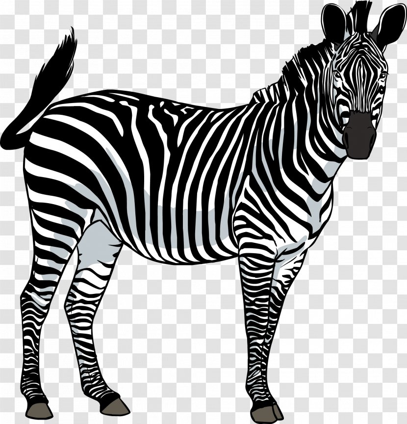 Zebra Clip Art - Mane - Image Transparent PNG