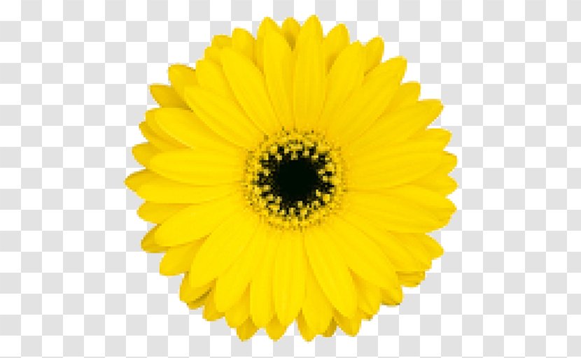 Common Sunflower Transvaal Daisy Cut Flowers - Seed - Flower Transparent PNG