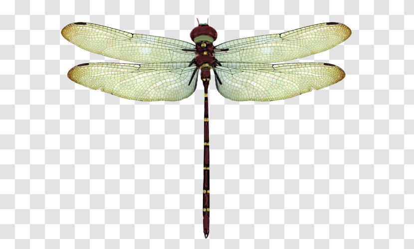 Dragonfly Round2 Android Pterygota - Net Winged Insects - Lovely Transparent PNG