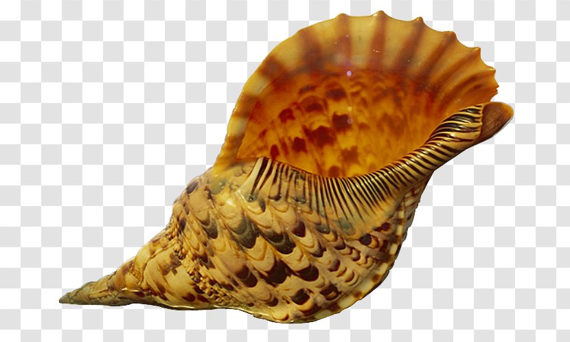 Seashell Conch Sand Mollusc Shell - Sea Snail - Free Pull Material Transparent PNG