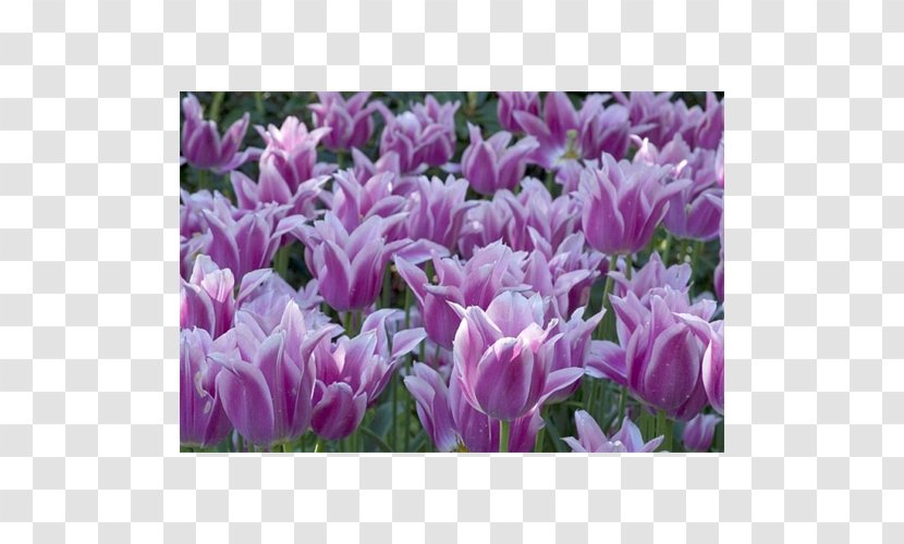 Tulip Crocus Petal Herbaceous Plant - Violet Transparent PNG