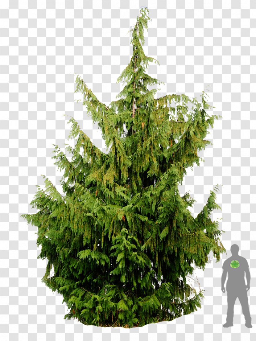 Spruce Christmas Tree Fir Pine Cupressus Nootkatensis - False Cypress Transparent PNG