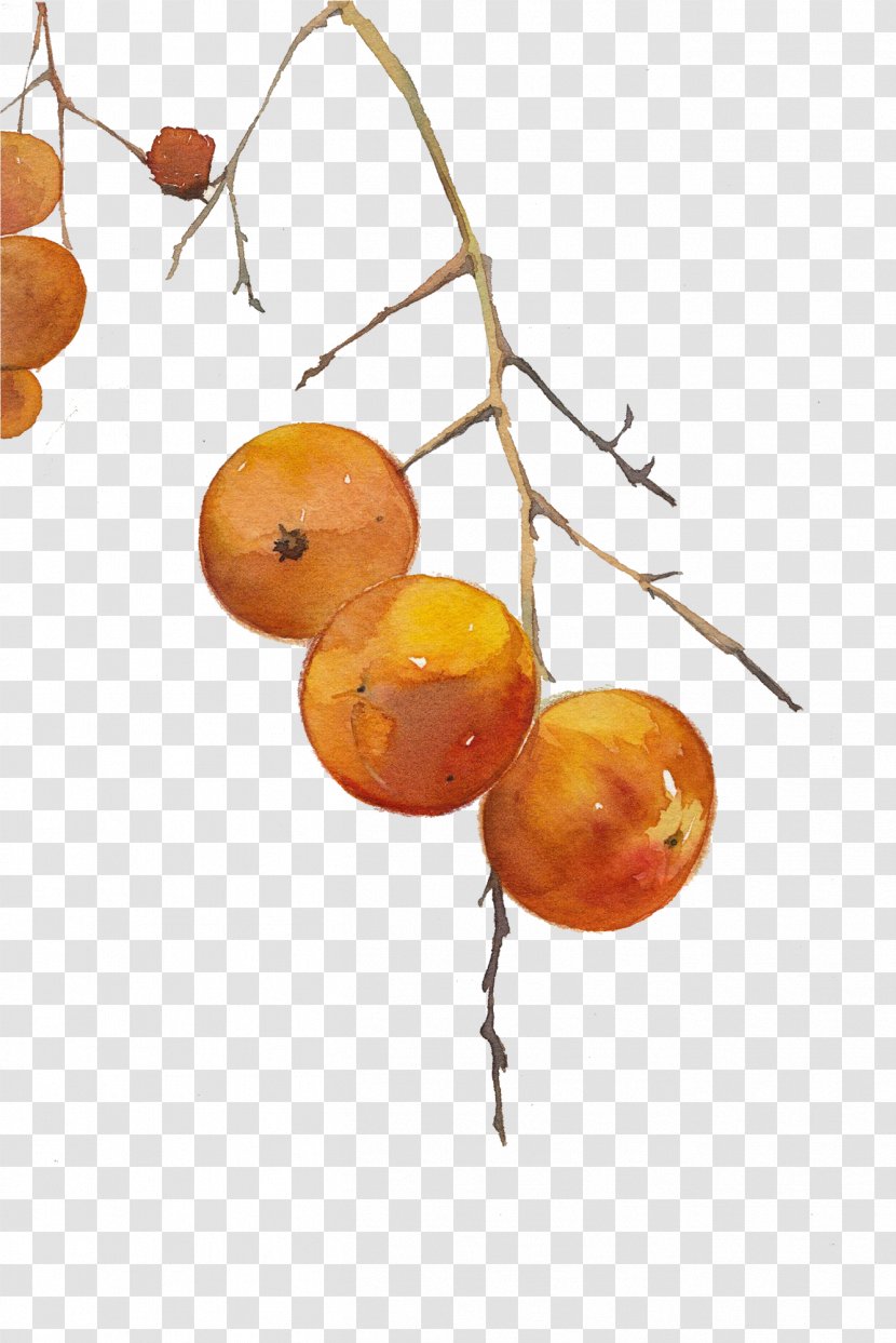 Persimmon Clip Art - Fruit - Hand-painted Persimmons Transparent PNG