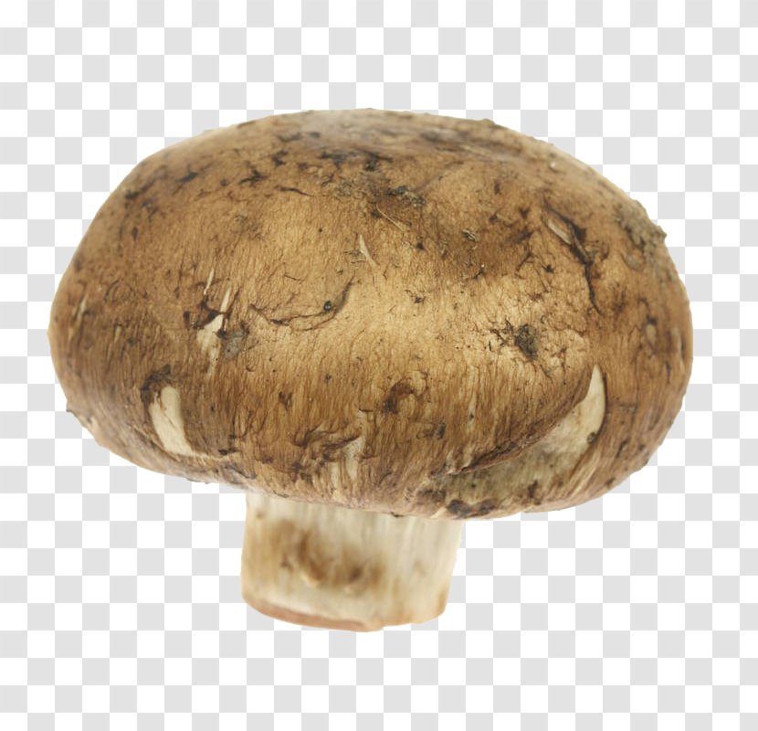 Common Mushroom Shiitake Matsutake Edible Medicinal Fungi - Fresh Tasty Transparent PNG