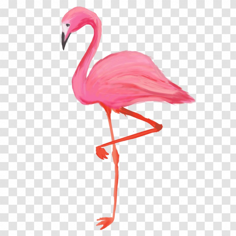Bird Greater Flamingo American T-shirt - Vertebrate - Flamingos Transparent PNG