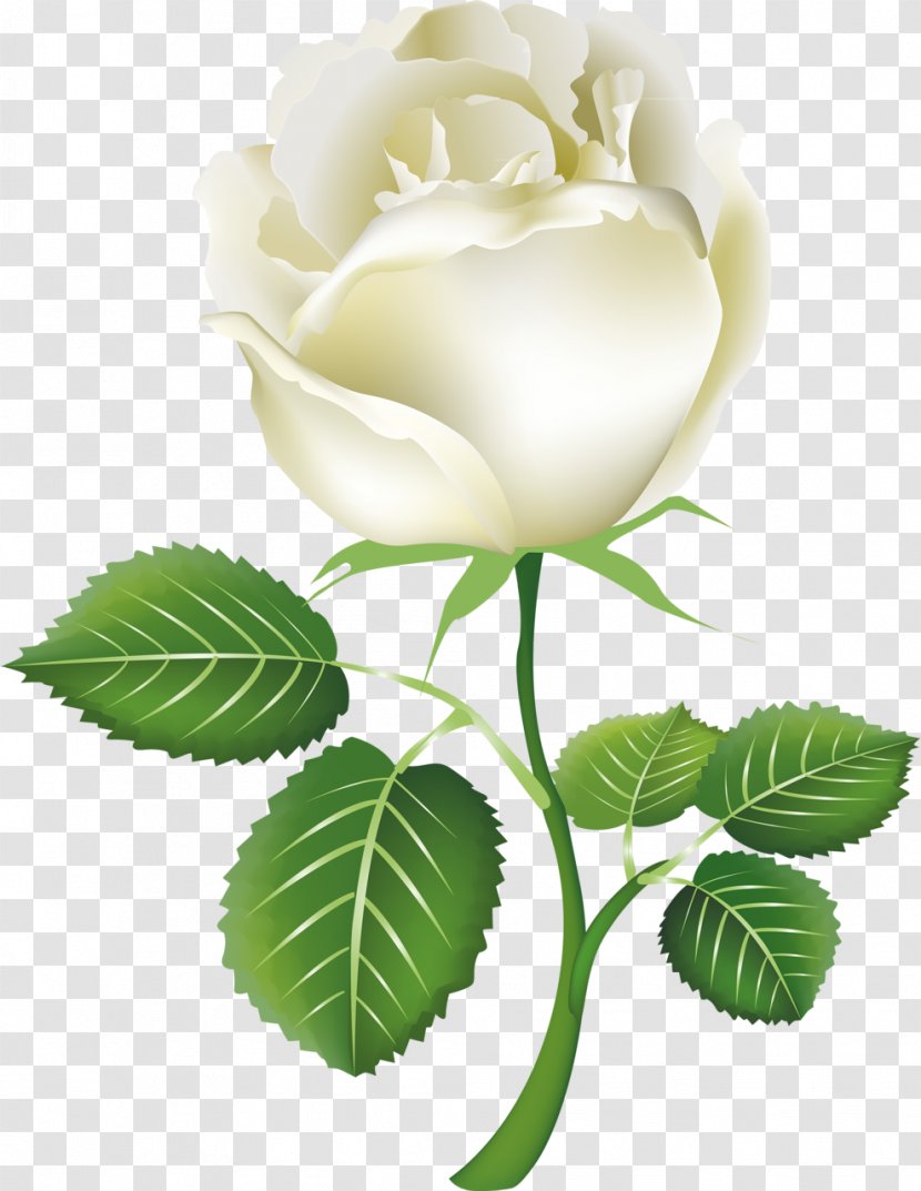 Rose White Clip Art - Cut Flowers - Roses Transparent PNG