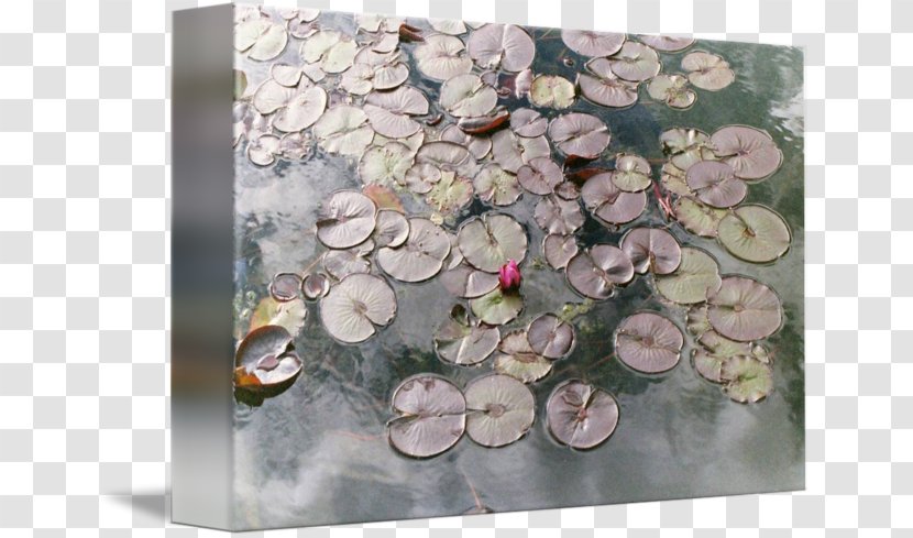 Petal - Flora - Lily Pad Transparent PNG