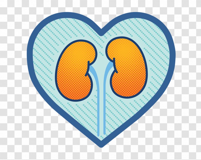 Acute Kidney Failure Heart Tubulo Renale - Cardiac Catheterization Transparent PNG