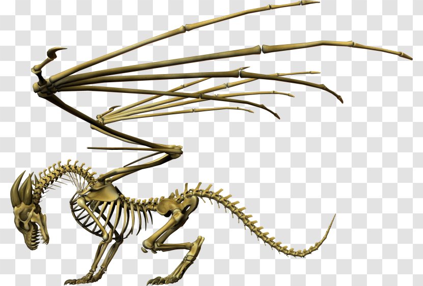 Skeleton Chinese Dragon Skull Invertebrate - Organism Transparent PNG