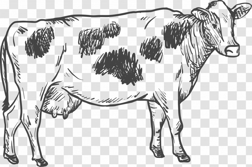Cattle Drawing Illustration - Livestock - Dairy Cow Transparent PNG