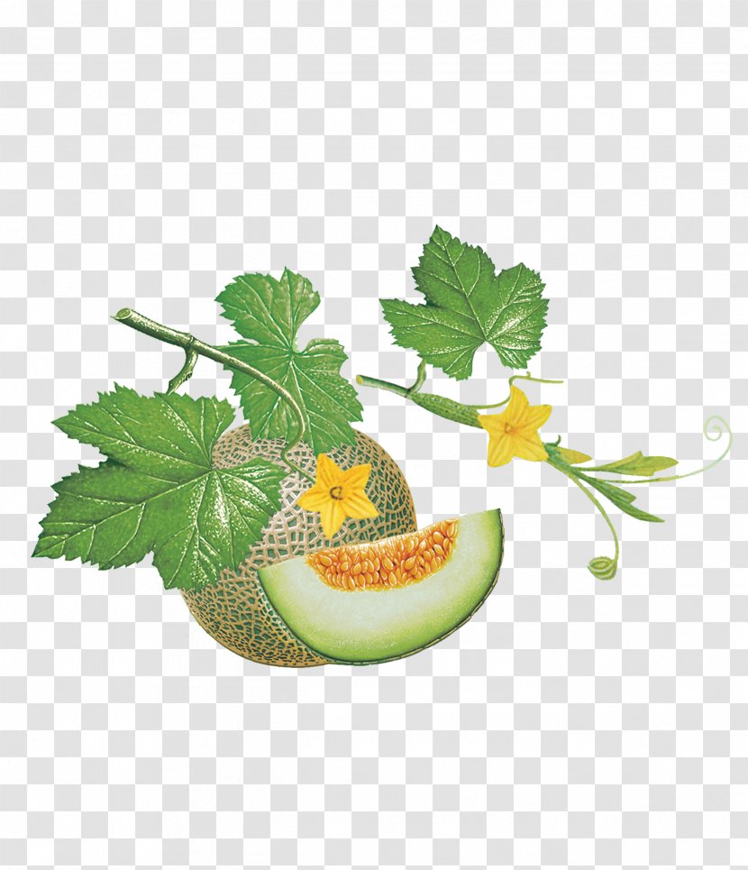 Fruit Peach Cantaloupe - Flowerpot - With A Rattan Of Melon Transparent PNG