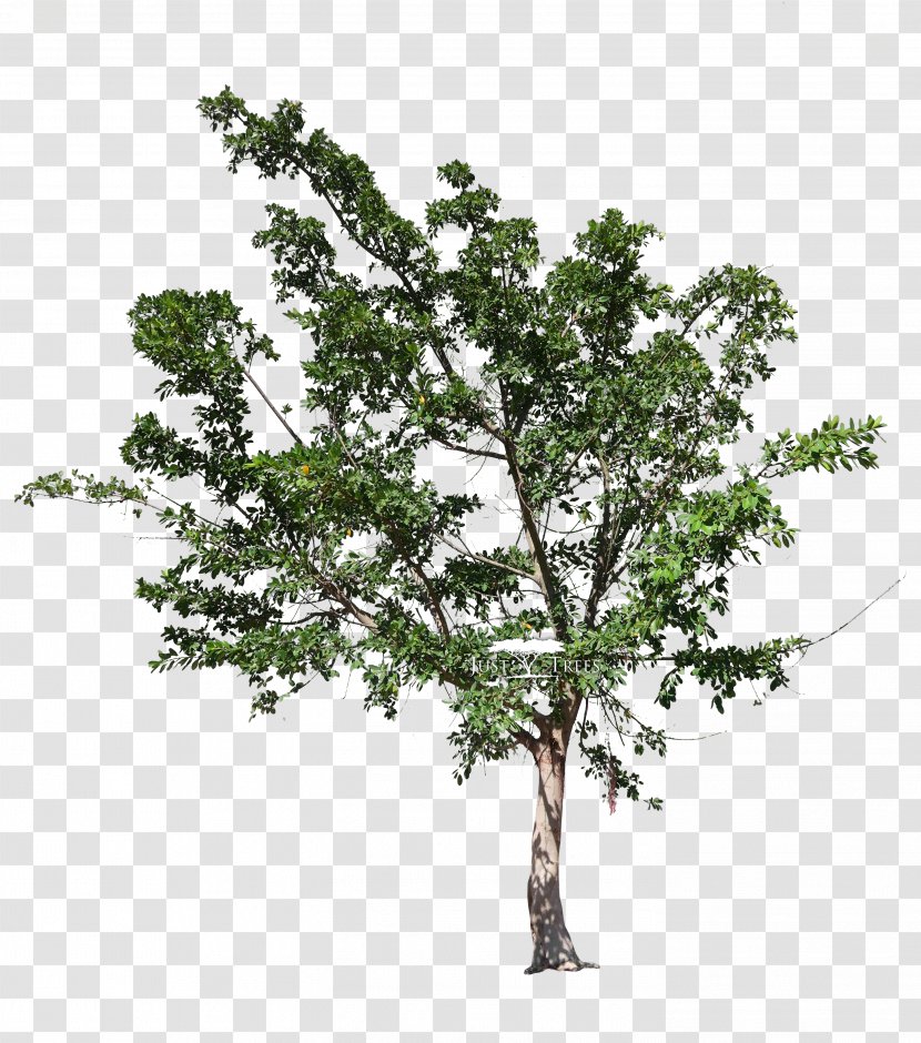 Plane Tree Family Oak Fig Trees Ficus Natalensis - Acer Platanoides Transparent PNG