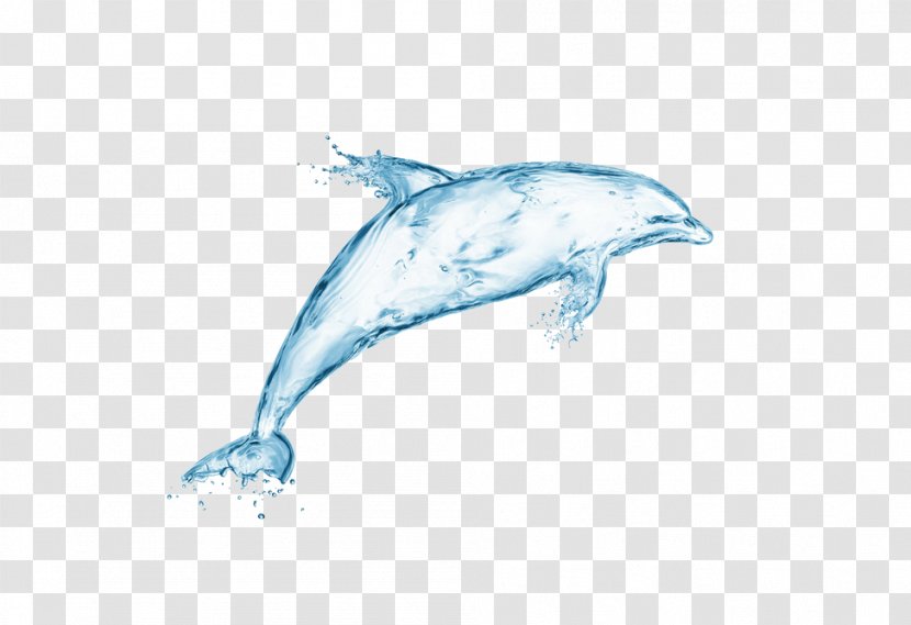 Dolphin Stock Photography Water Wallpaper - Animal Transparent PNG