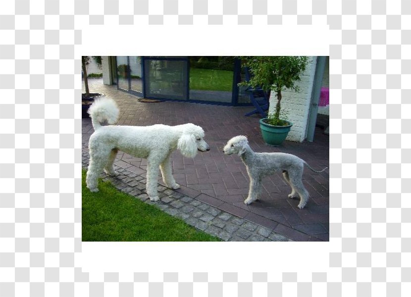 Standard Poodle Lagotto Romagnolo Dog Breed Group (dog) - Non Sporting - Hunde Transparent PNG