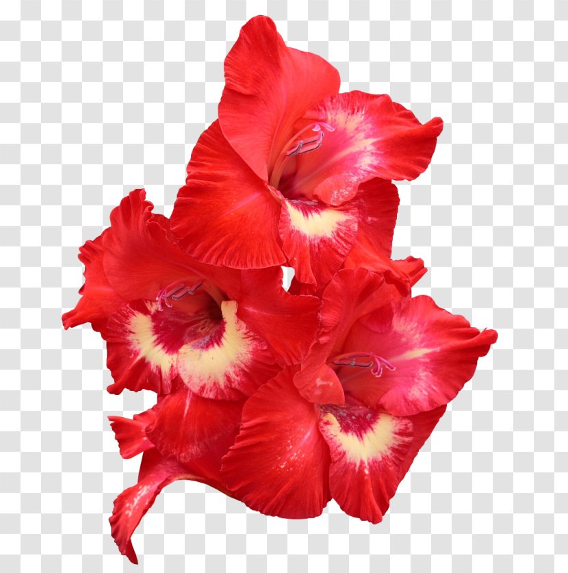 Gladiolus Red Flower Bulb Yellow - Peach Transparent PNG