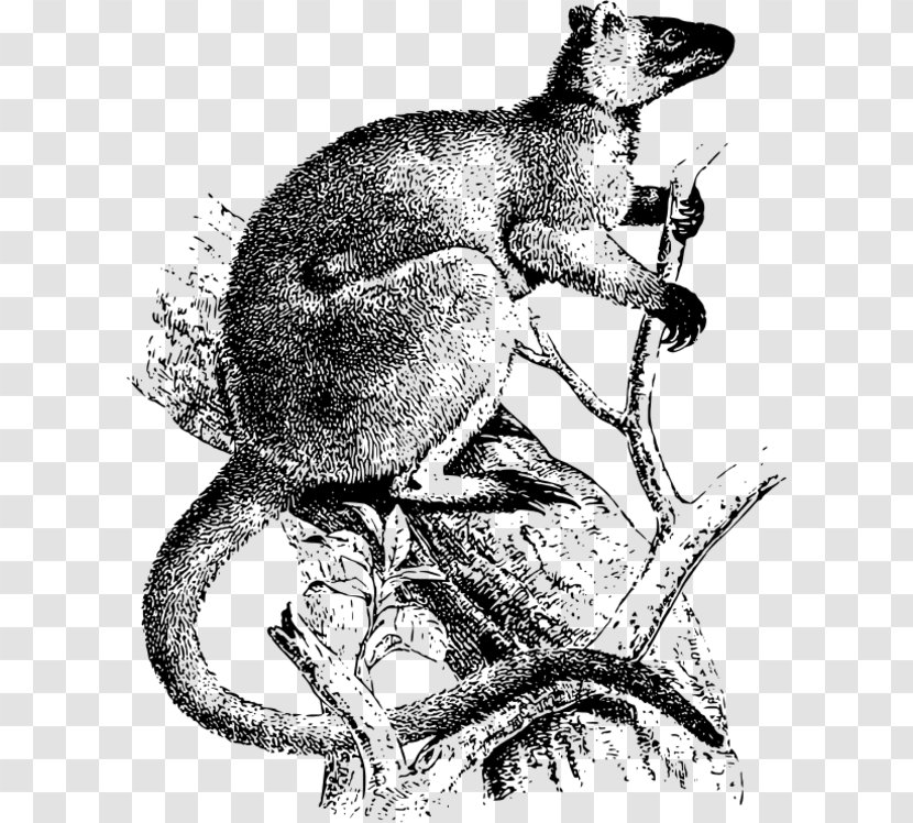 Koala Vertebrate Marsupial Kangaroo Macropodidae - Wildlife Transparent PNG