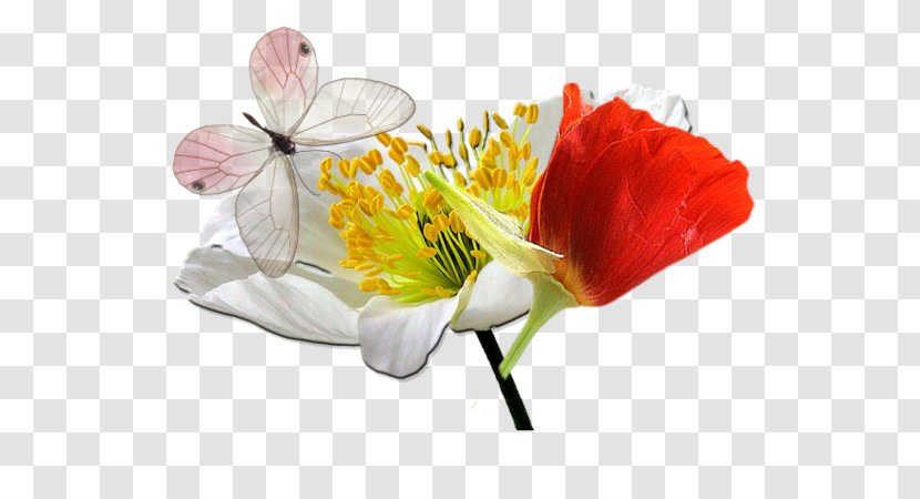 Poppy Idea Flower Handicraft - Askartelu - Tampon Amour Transparent PNG