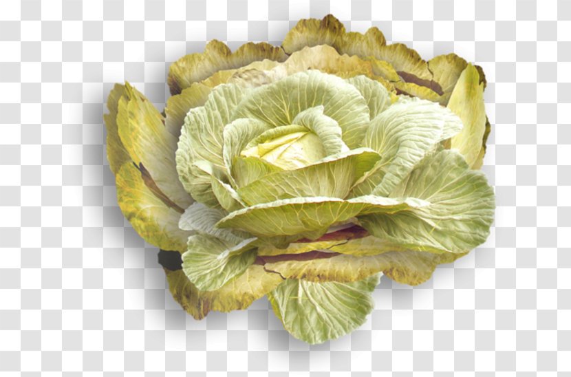 Cabbage Spring Greens Blood Sweat & Tears Romaine Lettuce Transparent PNG