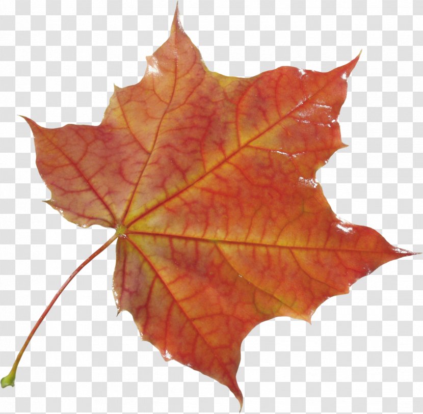 Maple Leaf Clip Art - Tree - Autumn Transparent PNG