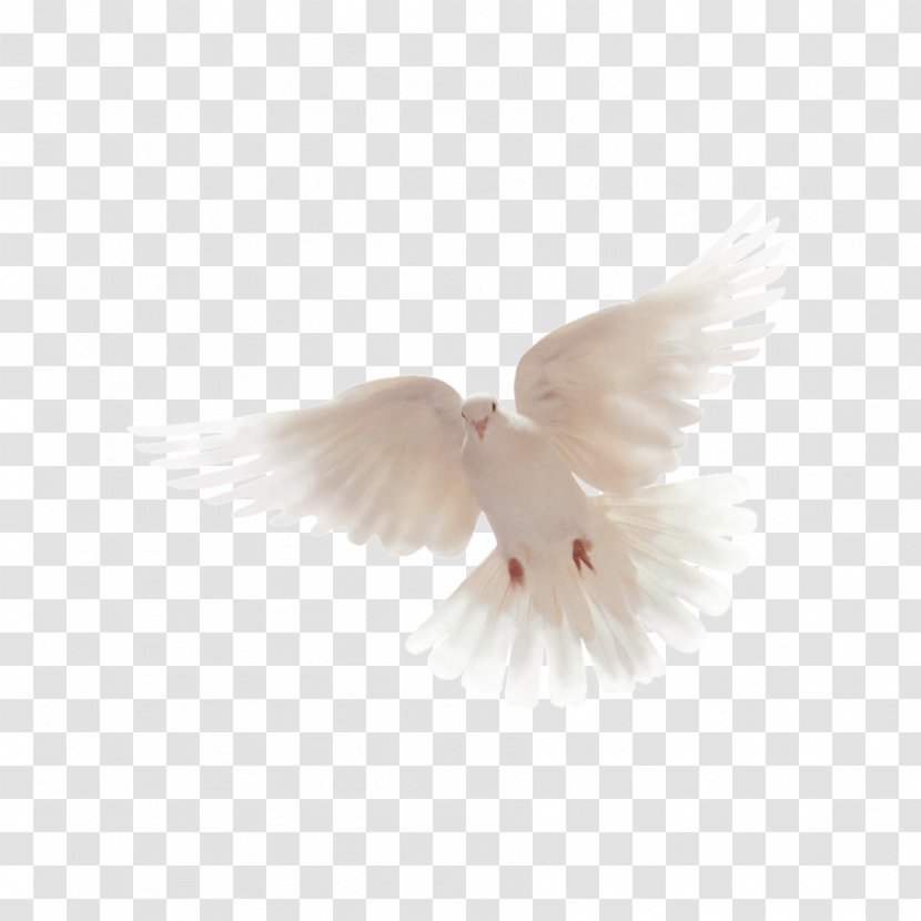 Wing Feather Beak Transparent PNG