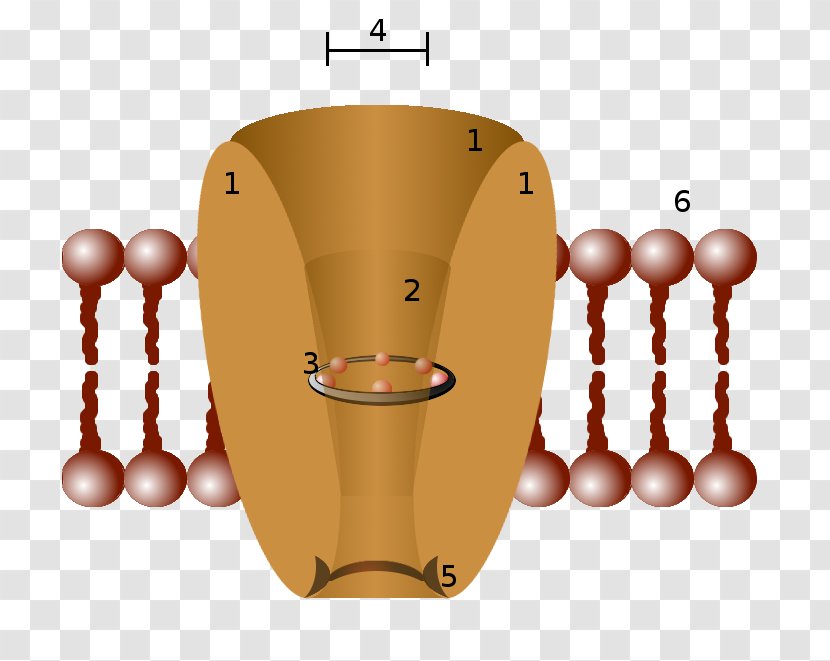 Ion Channel Cell Membrane Potassium Biological - Schematic Diagram Transparent PNG