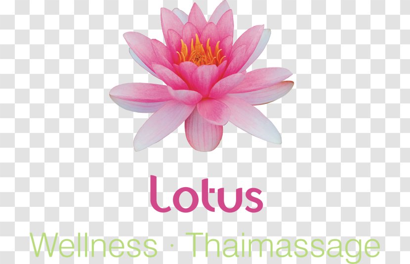 Royalty-free Image Clip Art Drawing Lily - Tropics - Thai Massage Transparent PNG