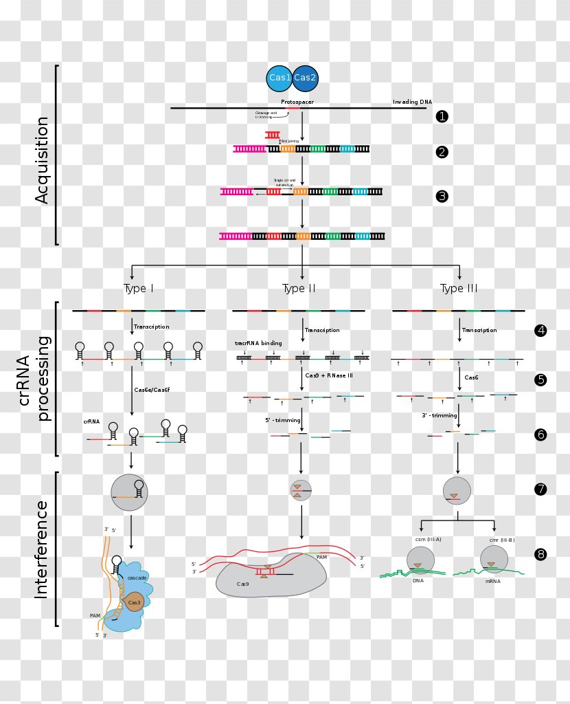 CRISPR Cas9 Genome Editing DNA RNA - Spacer Dna - Stage Transparent PNG