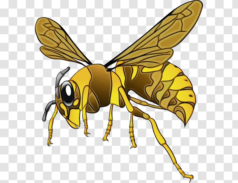 Bee Background - Stable Fly - Carpenter Transparent PNG