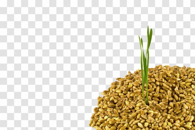 Common Wheat Cereal Ear Crop Harvest - Barley - In The Plants Transparent PNG