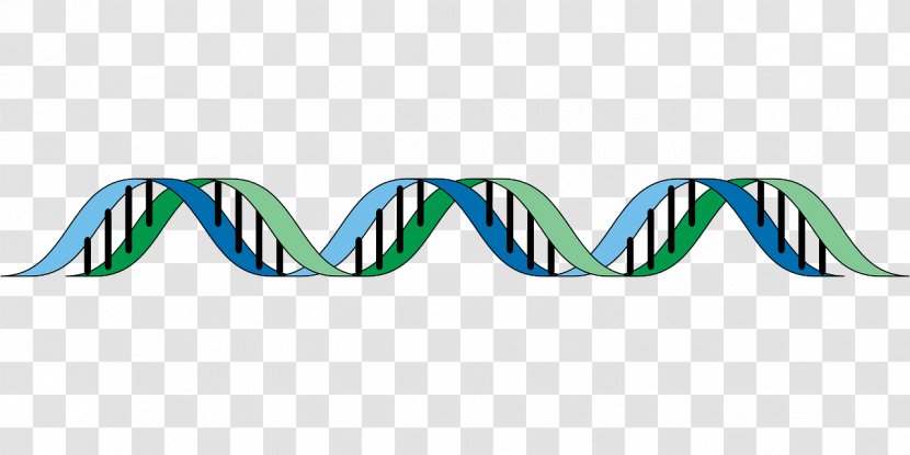 DNA Genetics Cell - Aqua - Dna Vector Transparent PNG