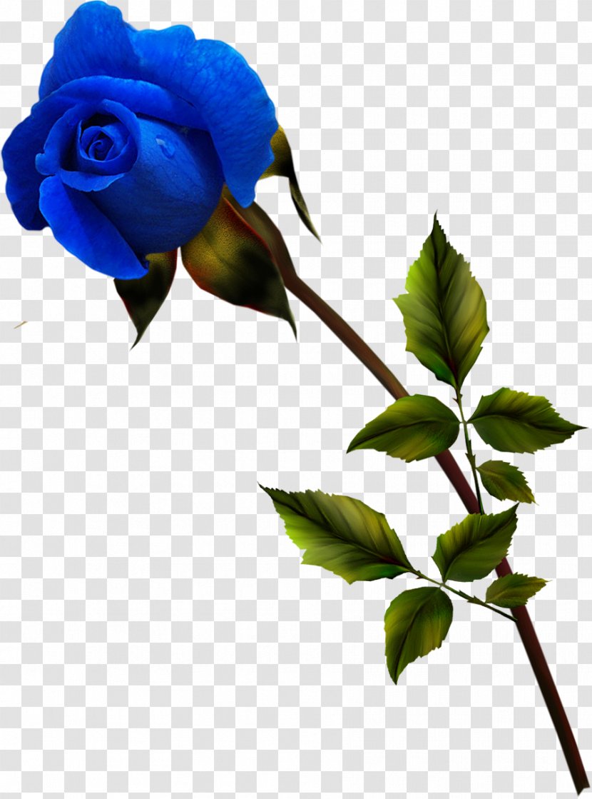 Garden Roses Blue Rose Rosa Gallica - Cut Flowers - Flower Transparent PNG