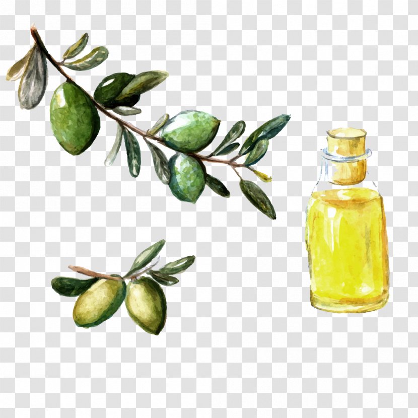 Argan Oil Watercolor Painting Olive - Fruit - Hand-painted Transparent PNG