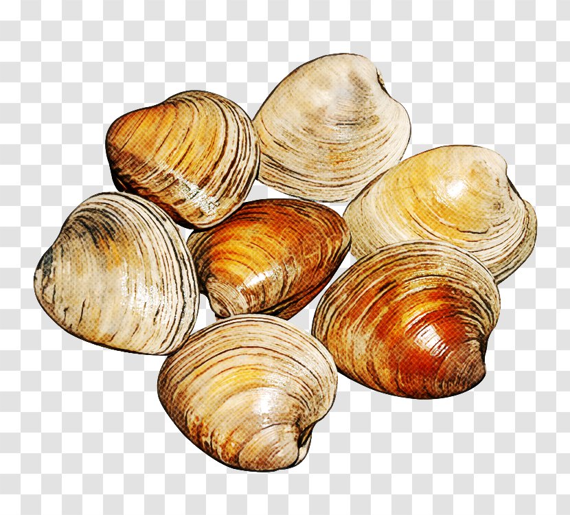 Clam Bivalve Baltic Seafood Food - Cockle - Shell Shellfish Transparent PNG