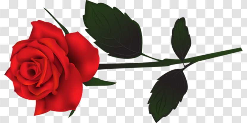 Garden Roses Desktop Wallpaper Clip Art Phantom Of The Opera Transparent Png