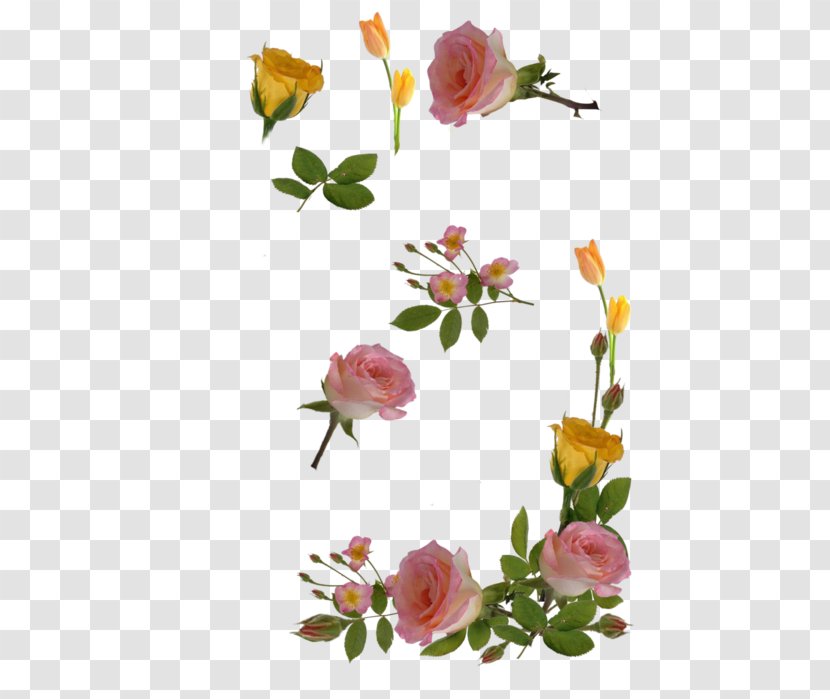 Garden Roses Flower Cabbage Rose Floral Design Photography - Order Transparent PNG