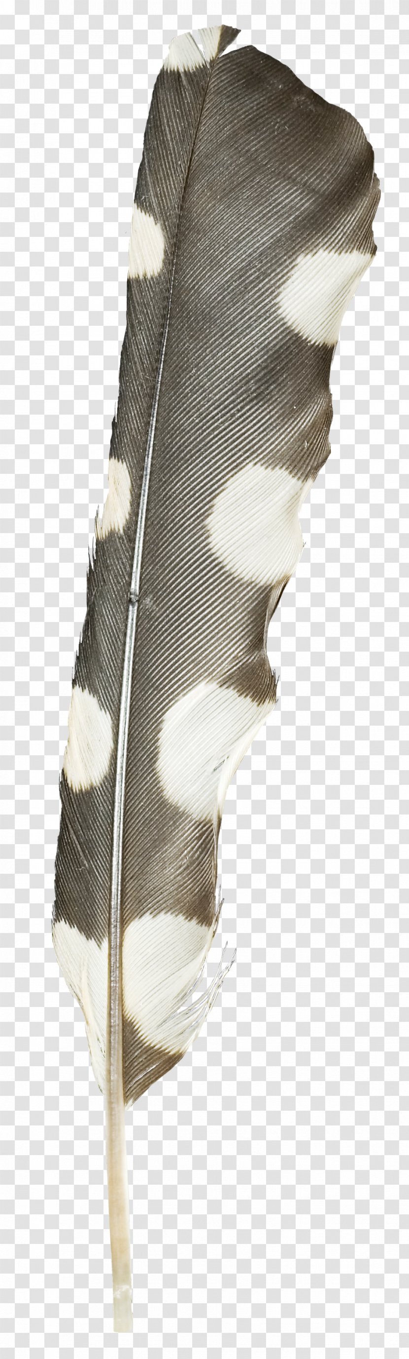 Bird Feather Anthology Transparent PNG