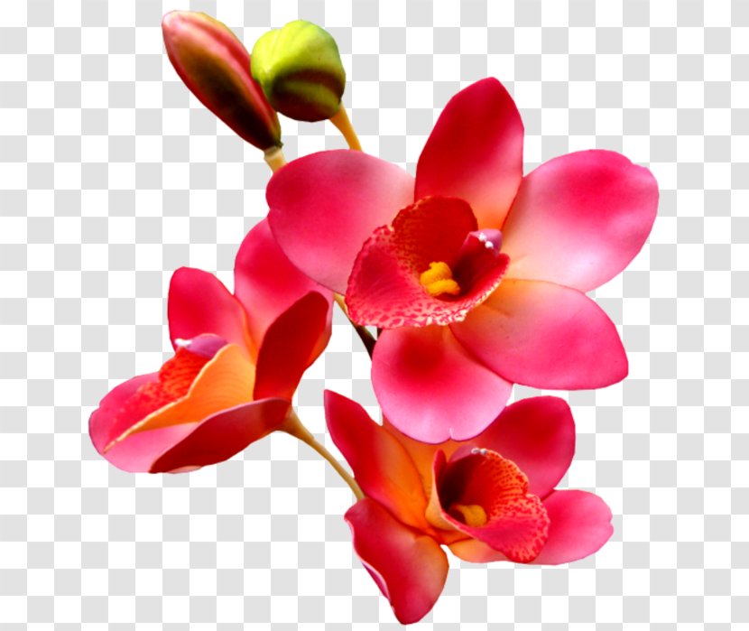 GIF Desktop Wallpaper Image Animation Morning - Petal Transparent PNG