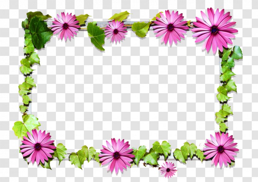 Chrysanthemum Flower Donald Duck Daisy Violet - Annual Plant - Cut Flowers Transparent PNG