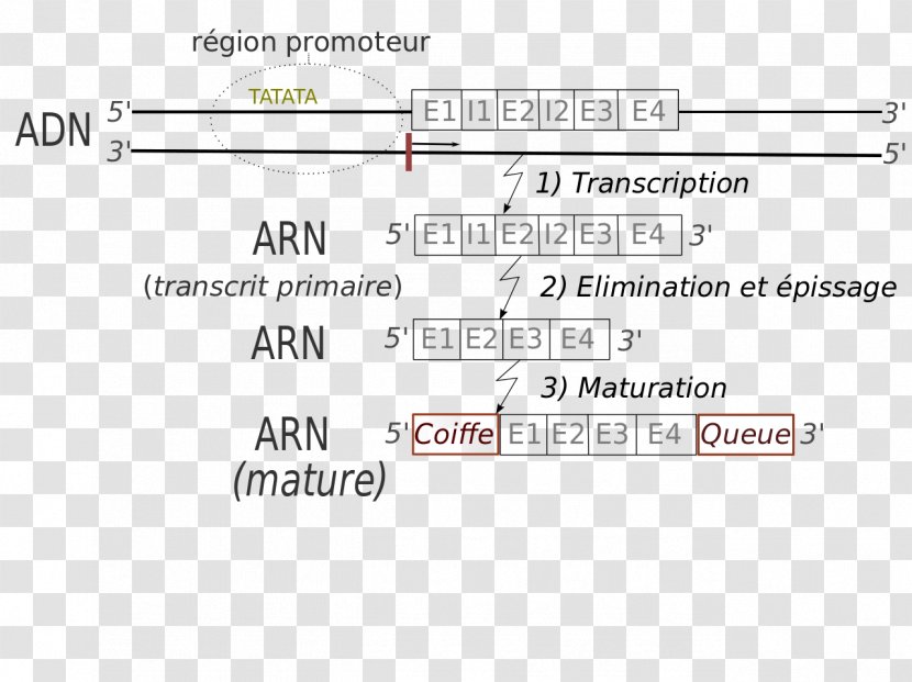 Document Line Angle Brand - Number Transparent PNG