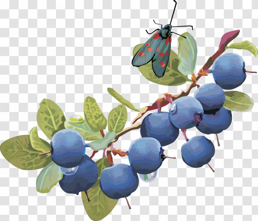Blueberry Clip Art - Peruvian Groundcherry - Vector Lantern Fruit Fruit,blueberry Transparent PNG