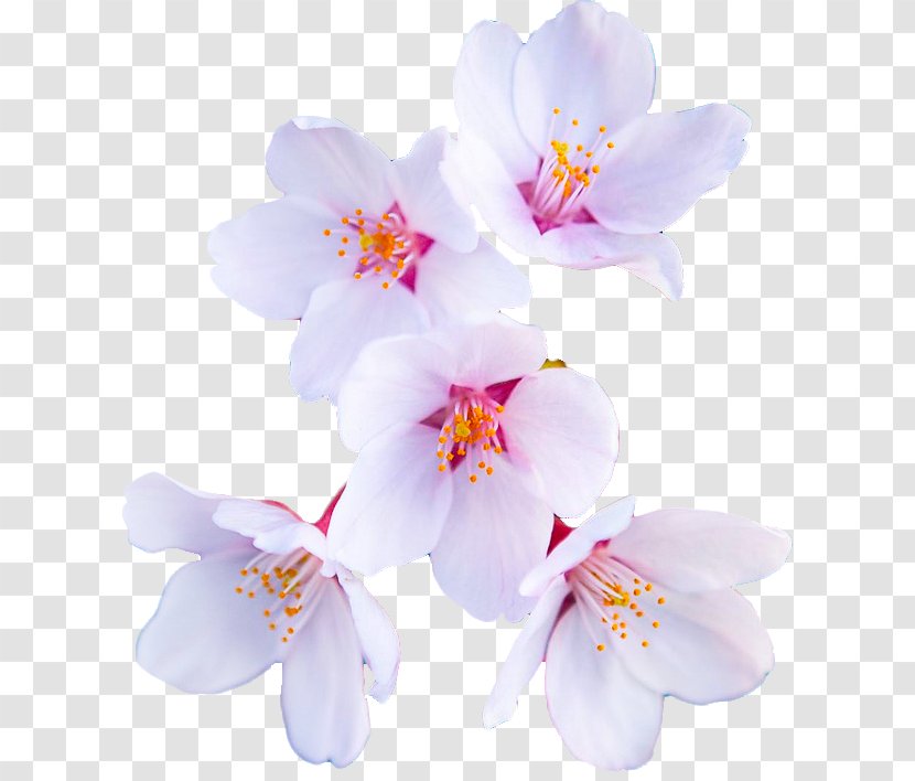 Editing Flower We Heart It Sticker - Cherry Blossom Transparent PNG