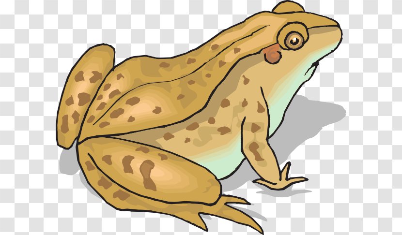 Frog And Toad Amphibian Clip Art - Silly Cliparts Transparent PNG