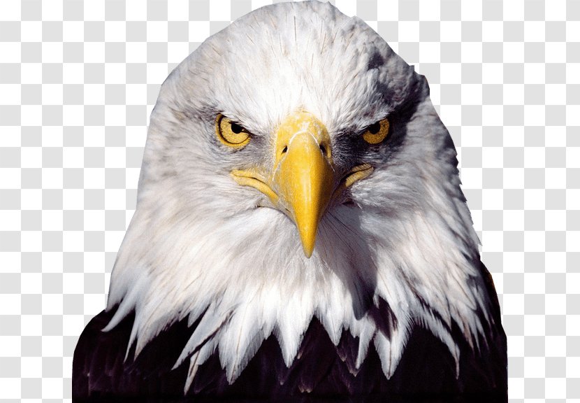 Bald Eagle Desktop Wallpaper - Feather - American Transparent PNG