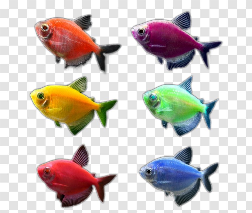 Goldfish Aquariums GloFish Tetra - Organism - Orange Glow Transparent PNG